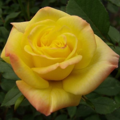 E-commerce, vendita, rose, in, vaso miniatura, lillipuziane - giallo - Rosa Mandarin® - rosa dal profumo discreto - W. Kordes & Sons - ,-